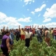 Paraguay: «brasiguayo» è il re della soja